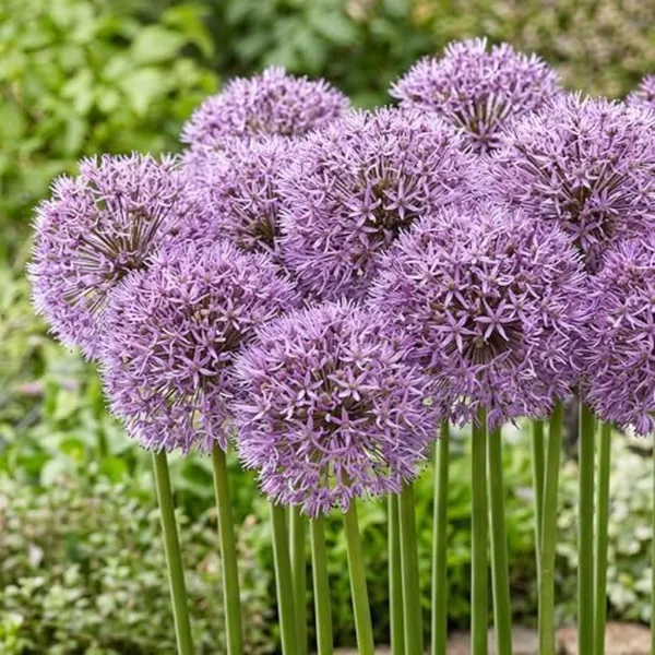 Allium Gladiator (5 bollen)
