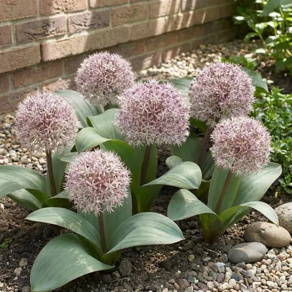 Allium karataviense (5 bollen)