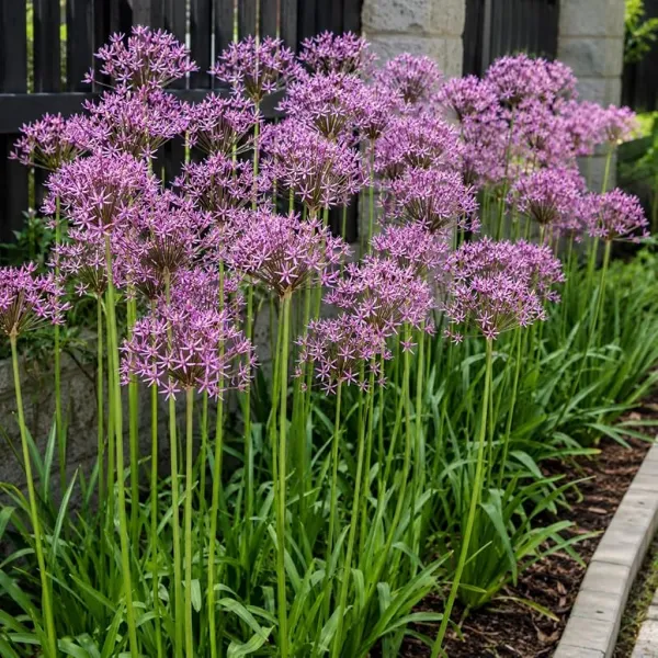 Allium Miami (5 bollen)