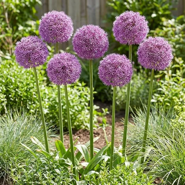 Allium Party Balloons (5 bollen)