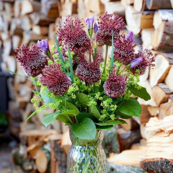 Allium Red Mohican (5 bollen)
