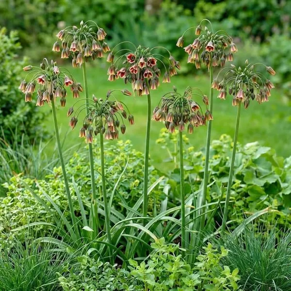 Allium siculum (5 bollen)