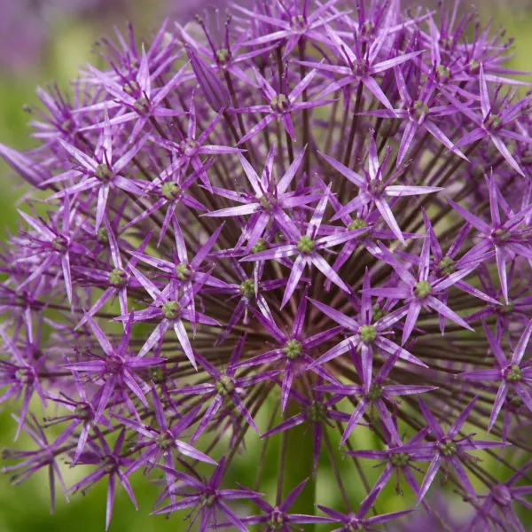 Allium sphaerocephalon (100 bollen)