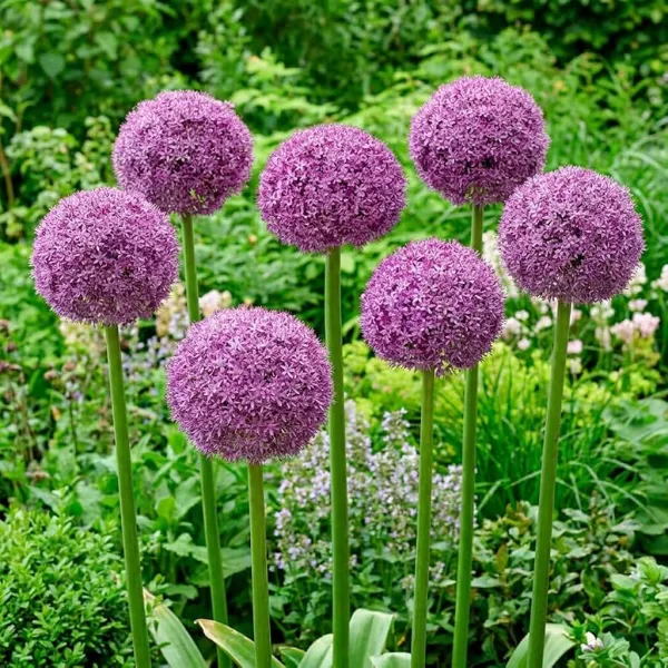 Allium Super Bowl (5 bollen)