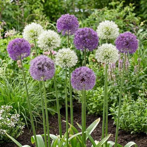 Allium Twin Towers (10 bollen)