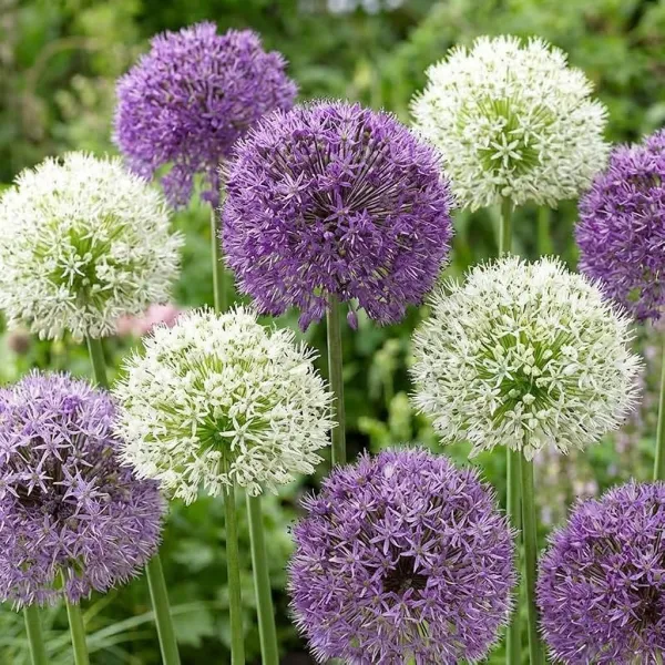 Allium White Giant (5 bollen)
