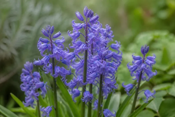 Hyacinthoides hispanica blauw
