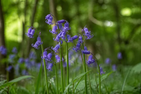 Hyacinthoides non-scripta