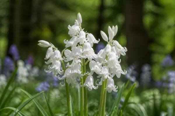 Hyacinthoides Hispanica Mix