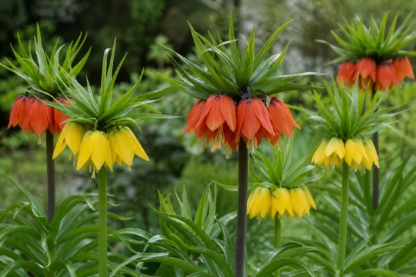 Fritillaria imperialis mix (6 bollen)