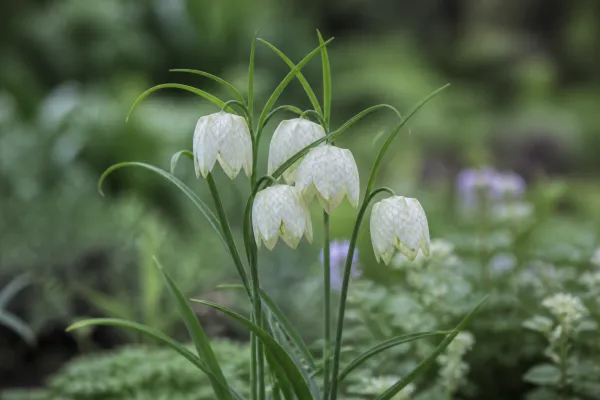 Fritillaria meleagris collectie (25 stuks)