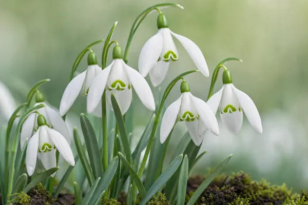 Galanthus elwesii