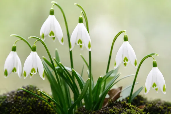 Galanthus woronowii