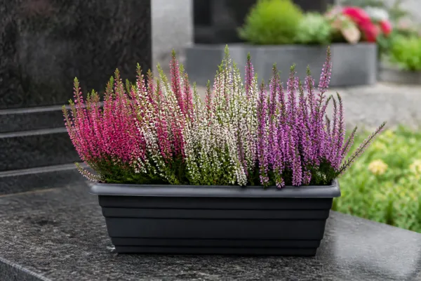 Calluna vulgaris kleurmix (9 stuks)