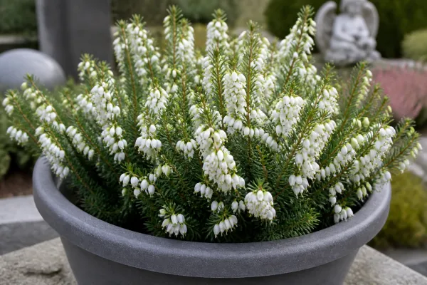 Erica carnea wit (6 planten)