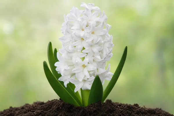 Hyacint 'Carnegie'