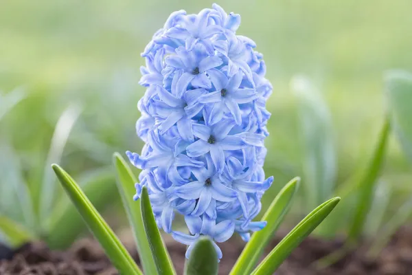 Hyacint 'Delft Blue'