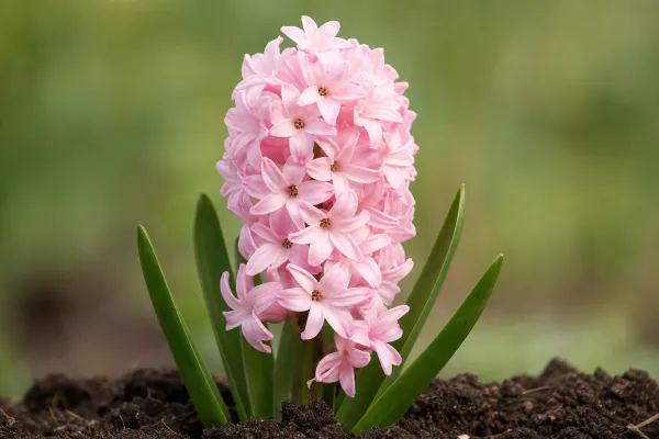 Hyacint 'Pink Pearl'