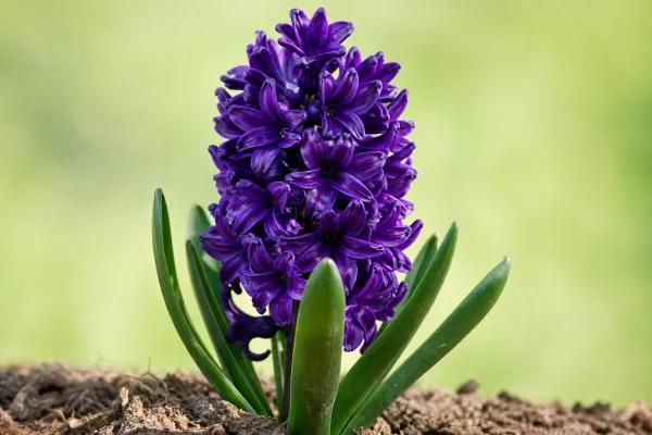 Hyacint 'Woodstock'