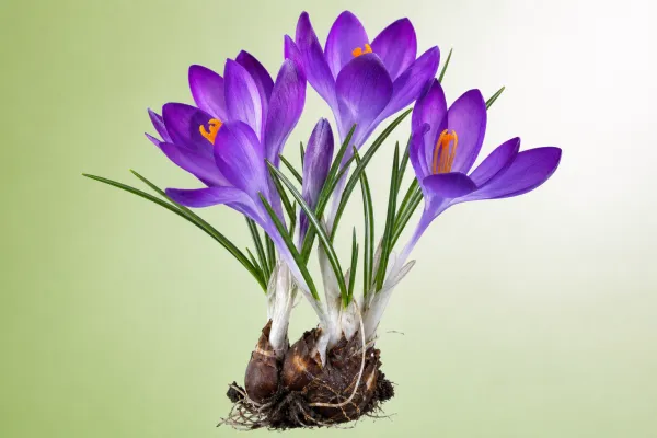 Crocus tommasinianus 'Barr's Purple'