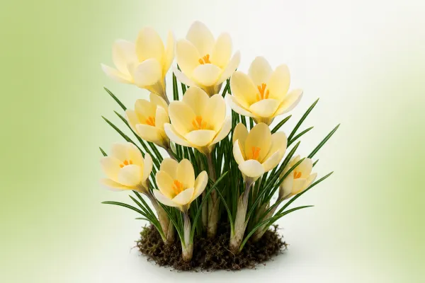 Crocus 'Cream Beauty'