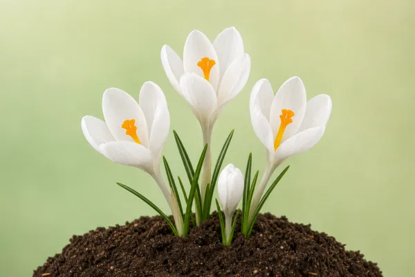 Crocus 'Jeanne d'Arc'