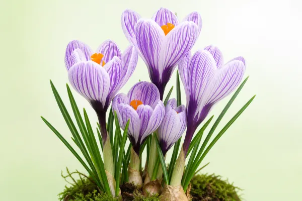Crocus 'Pickwick'