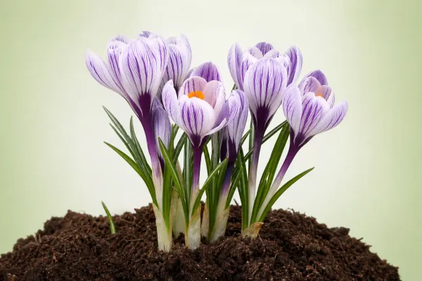 Crocus 'Prins Claus'
