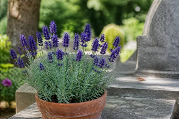Lavendel 'Hidcote' (3 stuks)