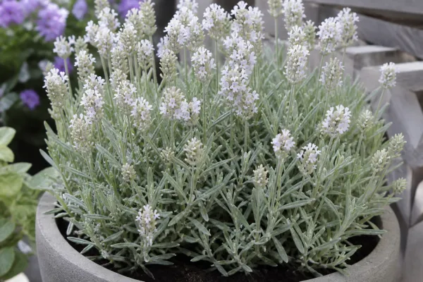 Lavendel 'Edelweiss' (3 stuks)
