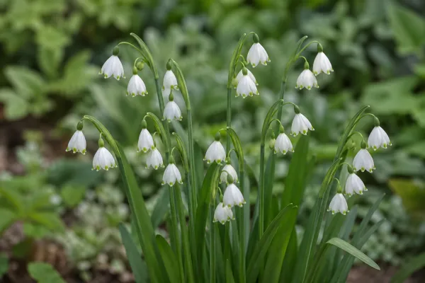 Leucojum aestivum (40 bollen)