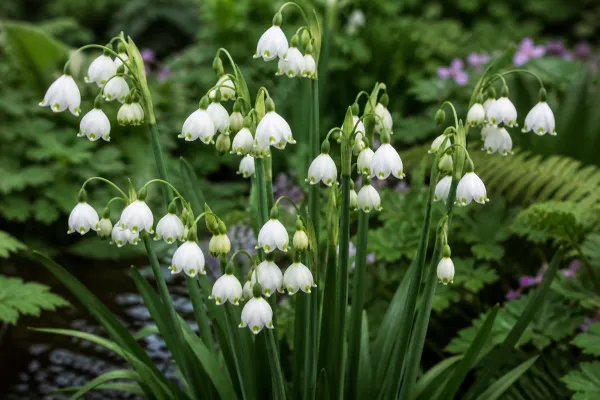 Leucojum 'Gravetye Giant'
