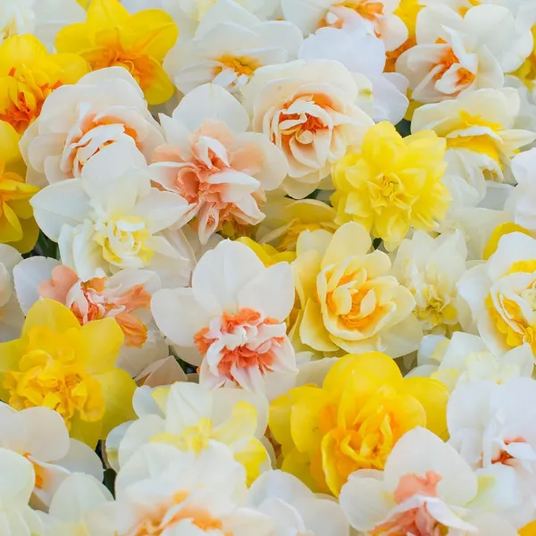 Bloembollenpakket Dubbele Narcissen "Funen's Pride"