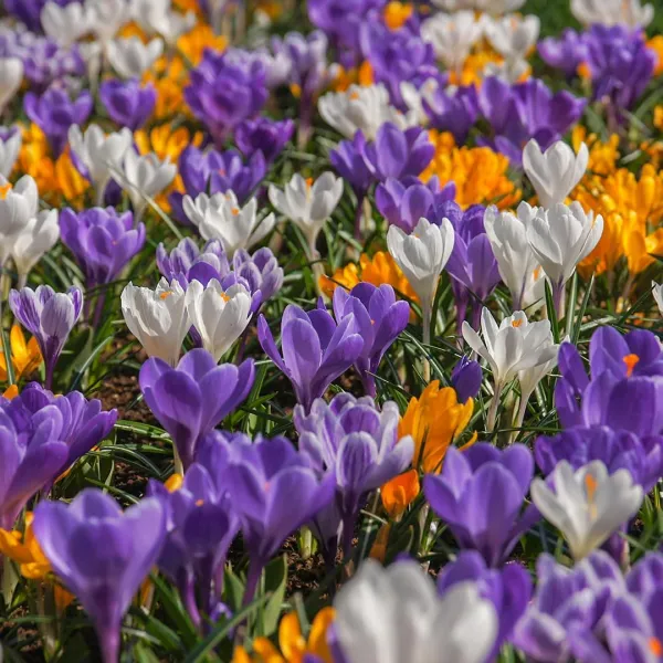 Krokus vernus Mix | 150 stuks