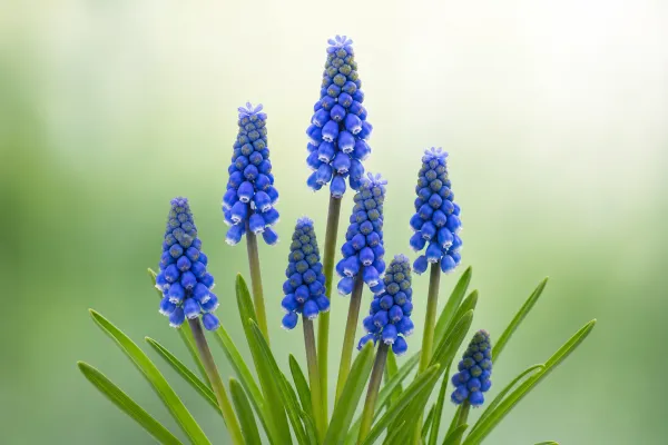 Muscari armeniacum