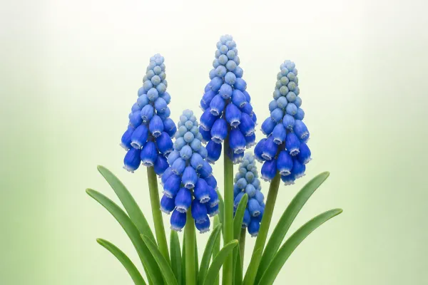 Muscari latifolium