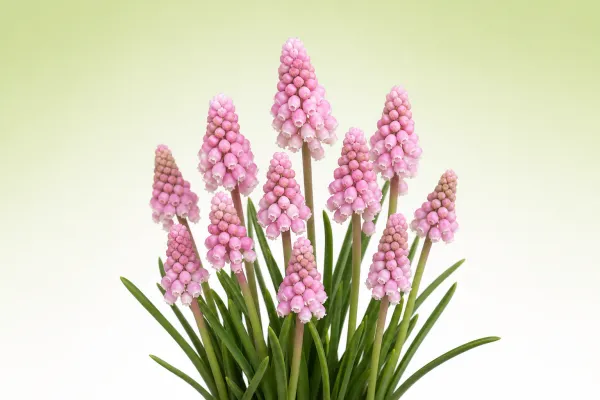 Muscari 'Pink Sunrise'