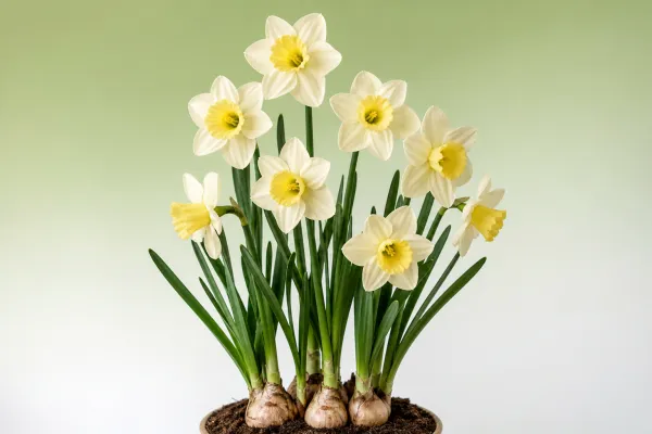 Narcissus 'Pipit'