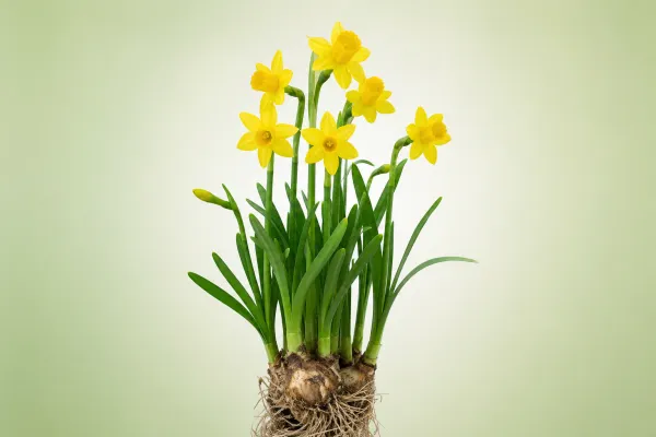 Narcissus 'Tête-à-Tête'