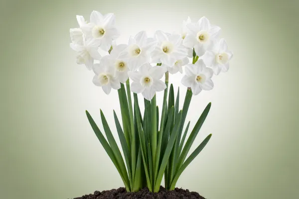 Narcissus 'Thalia'