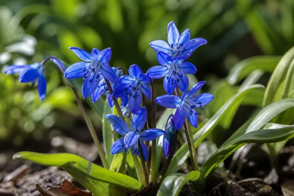 Scilla bifolia — Siberische ster