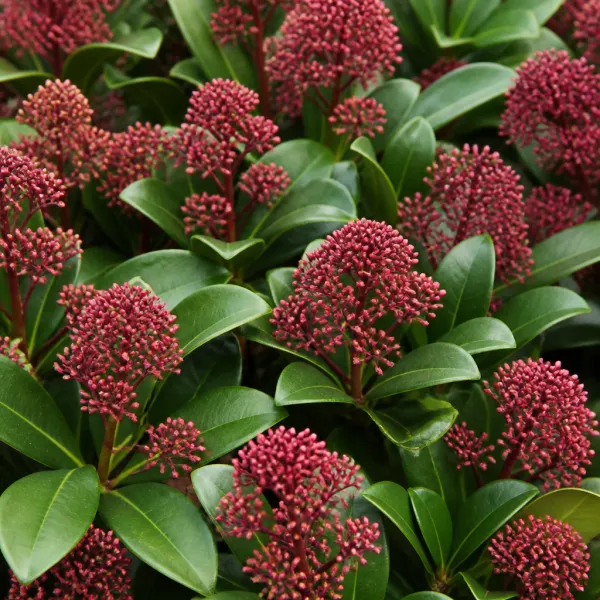 Skimmia japonica Duo wit & rood